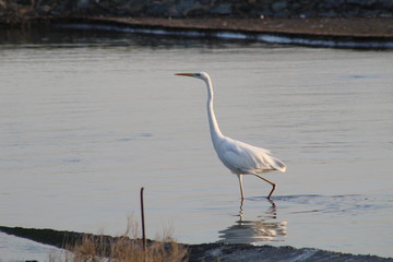 Stork walking on lake