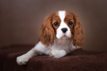 H&uuml;bscher Cavalier King Charles Welpe - so niedlich