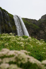 Obraz premium 200 Foot waterfall in Iceland just Behind the winter flowers and shrubs