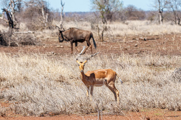 Ein Gnu und ein Impala