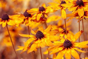 Vintage blossoming Rudbeckia hirta (Black-eyed Susan) flowers in the garden in summer. Nature background.