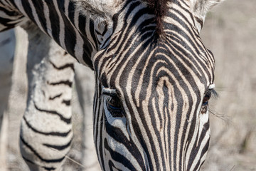 Fototapeta na wymiar Ein Zebra close up
