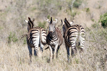 Fototapeta na wymiar Drei Zebras nebeneinander, eins von vorn, zwei von hinten