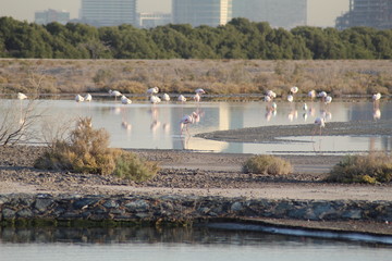 The exquisite flora and fauna in the UAE.