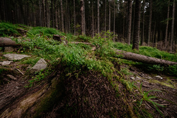 Obraz premium Mountain stream in High Tatras National Park, Poland