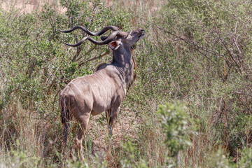 Ein männlicher Kudu