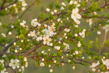 Spring blossom background. Beautiful nature scene with blooming tree.