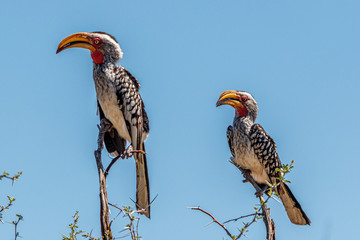 Zwei Tokos auf einem Ast © U.A.