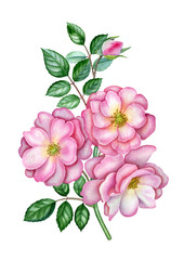 Watercolor botanical illustration of the pink roses branch. Can be used as print, postcard, invitation, greeting card, packaging design textile, stickers, tattoo and so on.