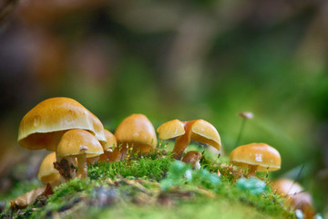 Champignon