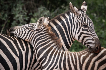 Fototapeta na wymiar Two crossed zebras in Kenya, Tsavo East Park 