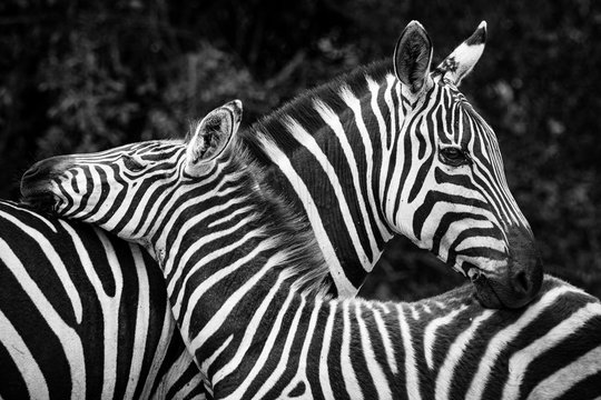 Two crossed zebras in black and white in Kenya, Africa, Tsavo East Park