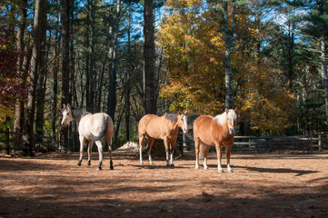 Obraz na płótnie Canvas Three Horses in Fall