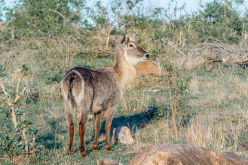 Ein Wasserbock Seitenansicht