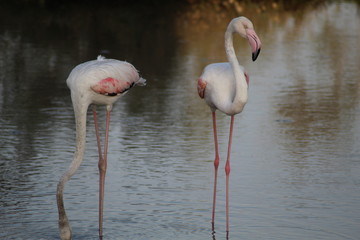 The exquisite flora and fauna in the UAE.