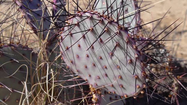Cacti in the Arizona desert. Purple prickly pear, black spine prickly pear (Opuntia macrocentra)