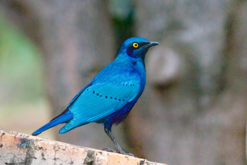 Glanzstar im Kruger Nationalpark