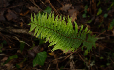 Vin polo aire fun polo fento