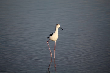 The exquisite flora and fauna in the UAE.