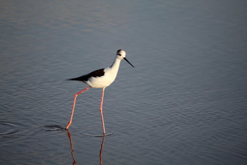 Common greenshank