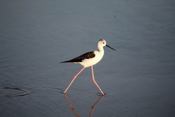The exquisite flora and fauna in the UAE.