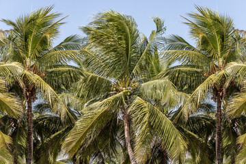 Fototapeta na wymiar Group of beautiful big Cocos nucifera palms is on the yellow beach and blue sky background