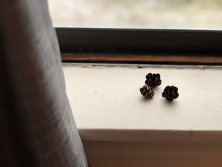 Miniature hemlock pine cones by window