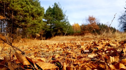autumn in the forest