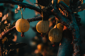 Agrest w abstrakcyjnych barwach © Exploder