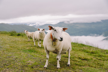 Fototapeta premium sheeps on mountain farm on cloudy day. Norwegian landscape with sheep grazing in valley. Sheep on mountaintop Norway. Ecological breeding. Sheep eat boxwood. Ewe sheep grazing on pasture in mountain