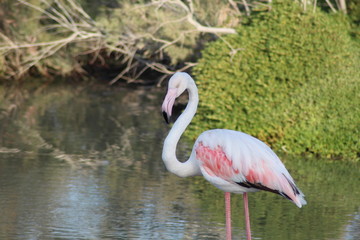 The exquisite flora and fauna in the UAE.