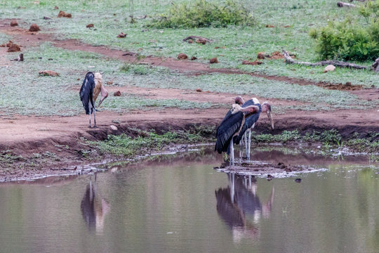 Mehrere MArabus stehen im und am Wasser  mit SPiegelung