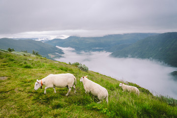 sheeps on mountain farm on cloudy day. Norwegian landscape with sheep grazing in valley. Sheep on mountaintop Norway. Ecological breeding. Sheep eat boxwood. Ewe sheep grazing on pasture in mountain