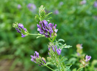 The field is blooming alfalfa