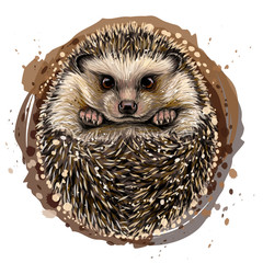 Hedgehog. Artistic, drawn, color portrait of a hedgehog in watercolor style on a white background.