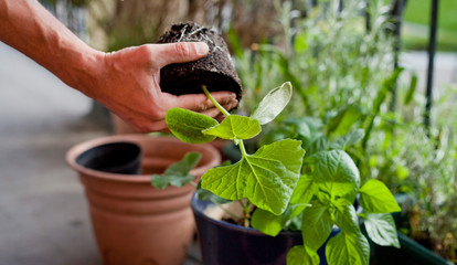 Gardener activity on the sunny balcony  -  repotting the plants Geranium, Pelargonium, pepper plants, squash seedlings and young cucumber plants.