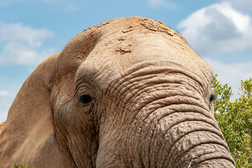 Gesicht eines afrikanischen Elefanten von schräg unten
