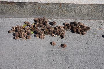 Liquidambar styraciflua