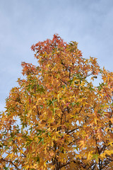 Liquidambar styraciflua