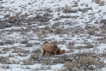 Bighorn Sheep in Wyoming in Winter