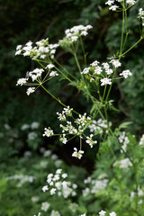 Myrrhis odorata