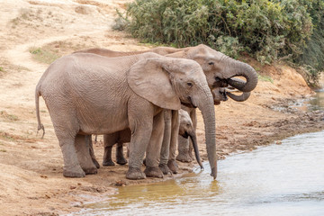 Fototapeta na wymiar Elefantenherde mit Kälbern am Wasserloch