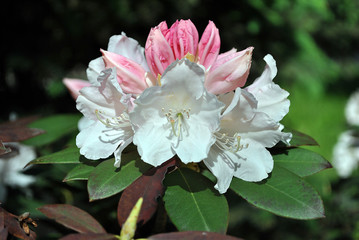 White, soft pink rhododendron flowers, blurry green leaves background