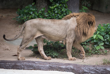 Male Lion walking in the forest.