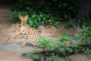 Ocelot small wild cat in the park.