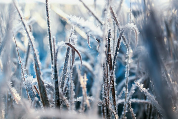 beautiful natural background with grass covered with shiny frosty ice crystals and frost in a Sunny cold morning