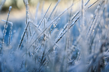 beautiful natural background with grass covered with shiny frosty ice crystals and frost in Sunny cold fresh in the morning