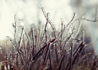 beautiful natural background with shrub branches covered with shiny ice crystals as icing on a Sunny cold fresh morning