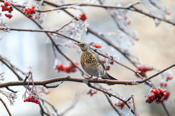 beautiful natural background with bird mottled thrush sitting on the branches of Rowan with red juicy berries covered with shiny ice crystals on a Sunny fresh morning