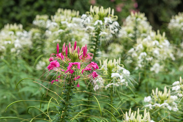 Natural background with white and pink tropical flowers.